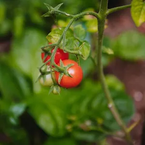 Appartamento Nea's Green Garden Croazia
